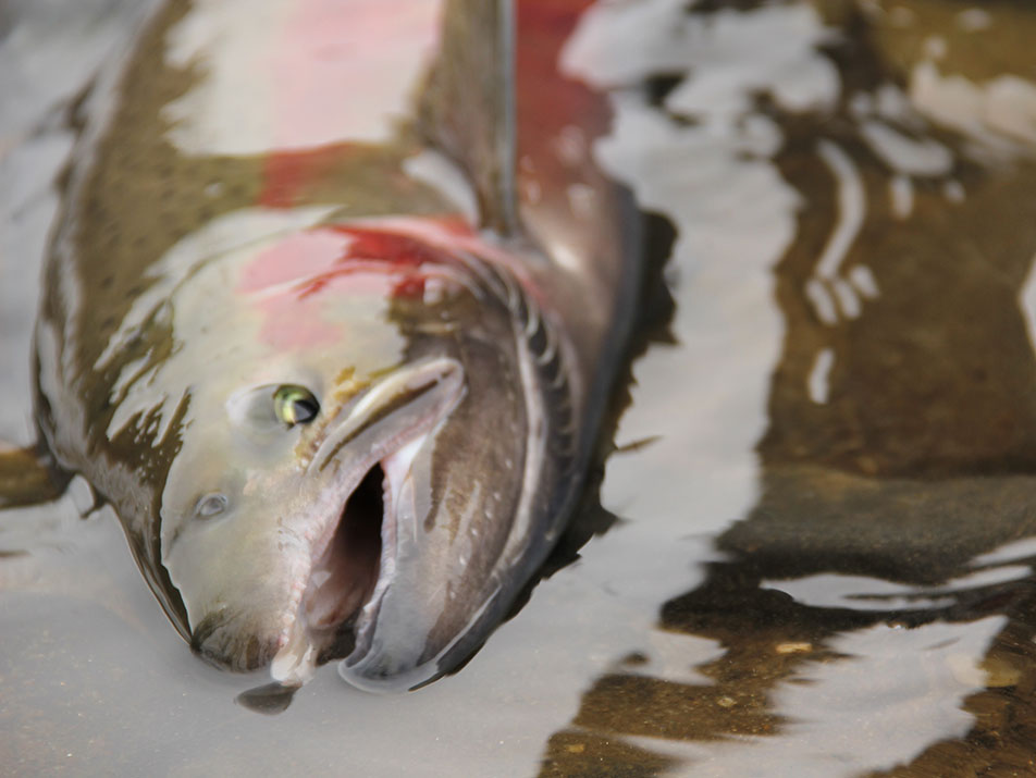 Idaho Steelhead Guides Steelhead Fishing Trips Fish Guides McCall