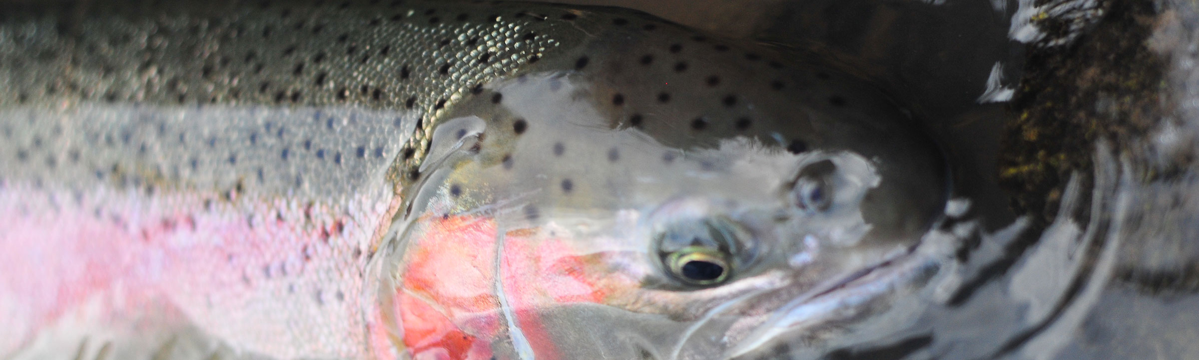 Idaho Steelhead Guides