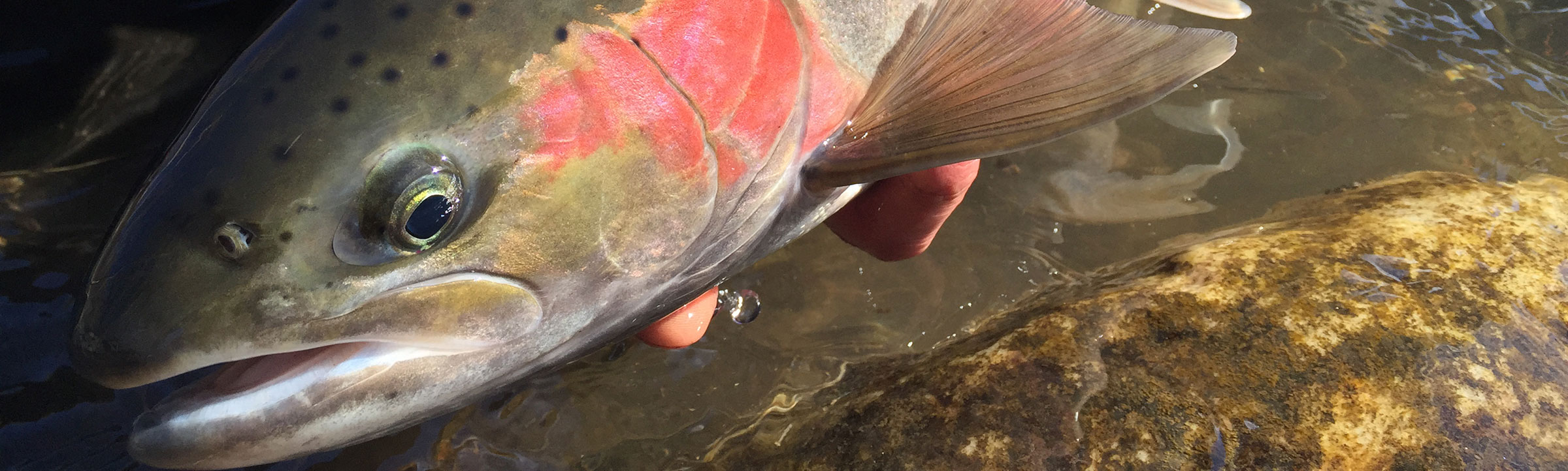 Idaho Steelhead Guides