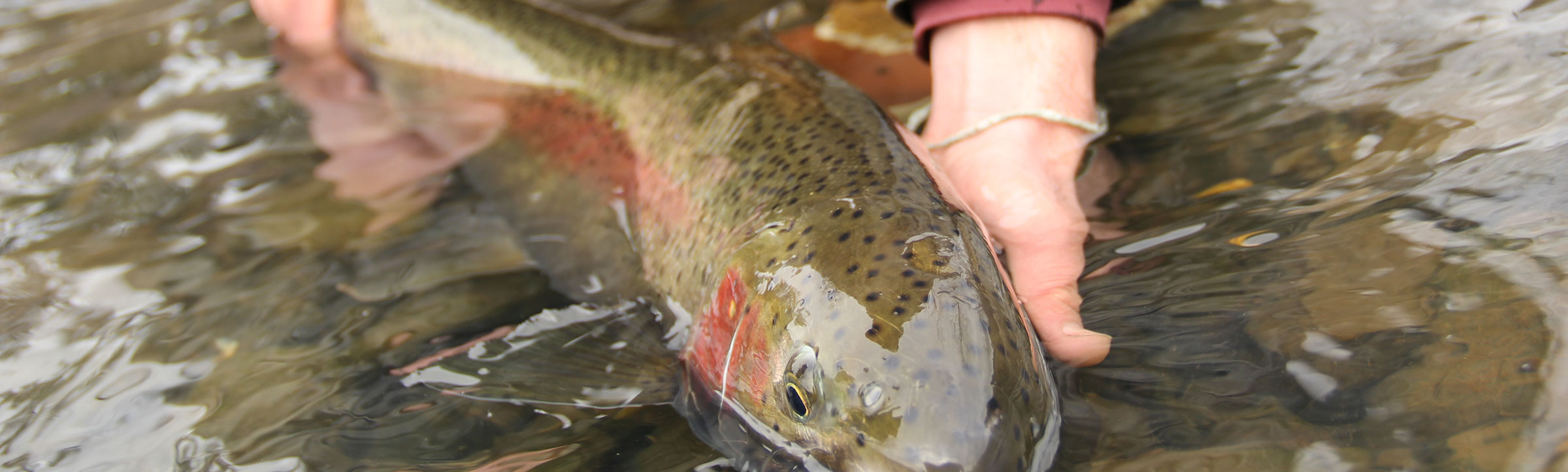 Idaho Steelhead Guides