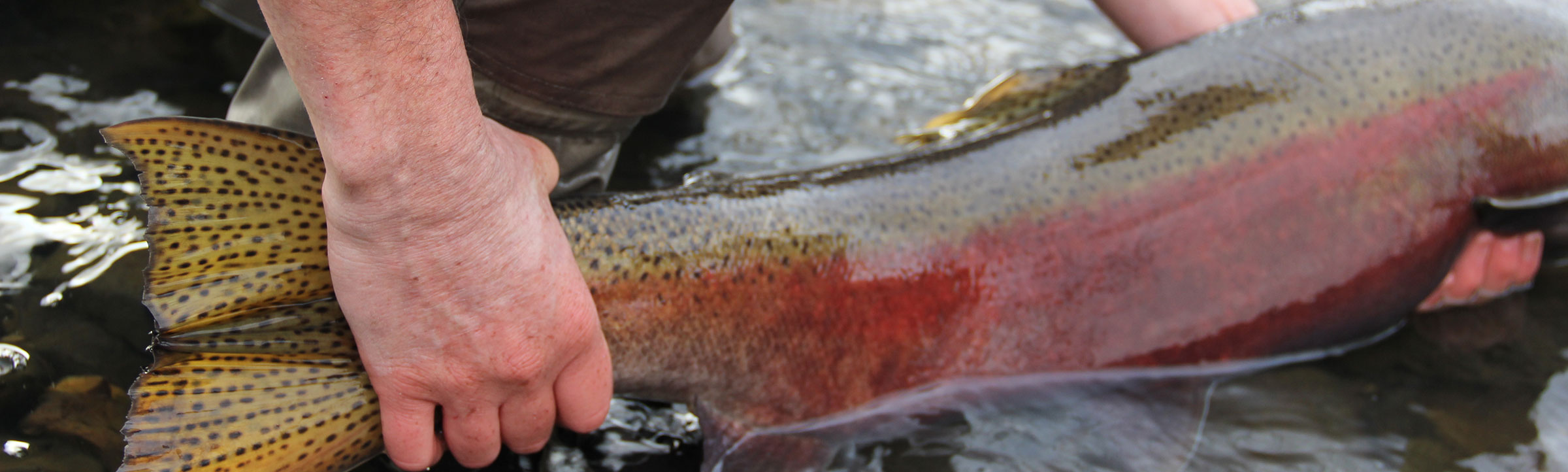 Idaho Steelhead Guides