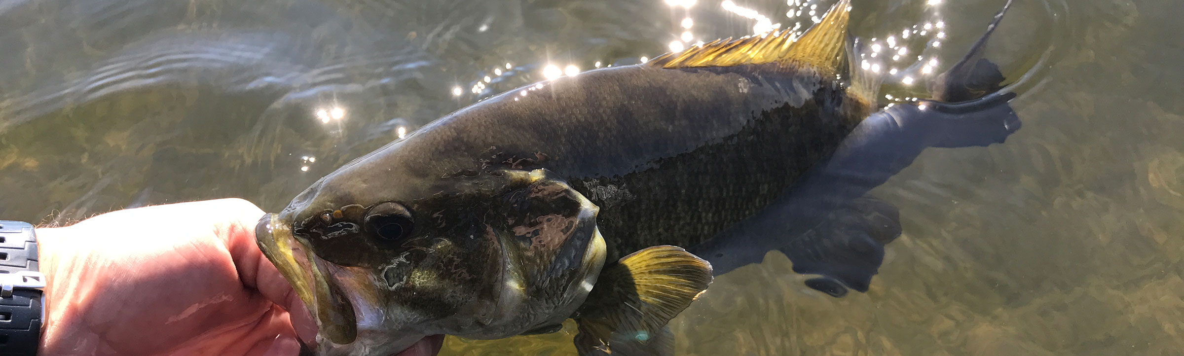 Idaho Steelhead Guides