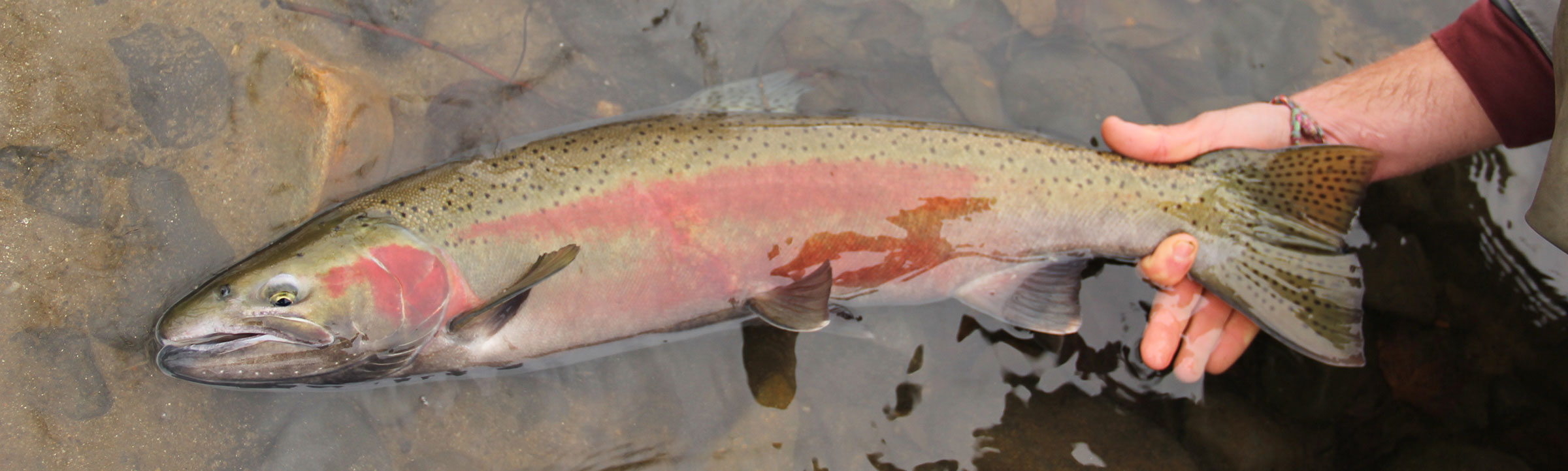 Idaho Steelhead Guides