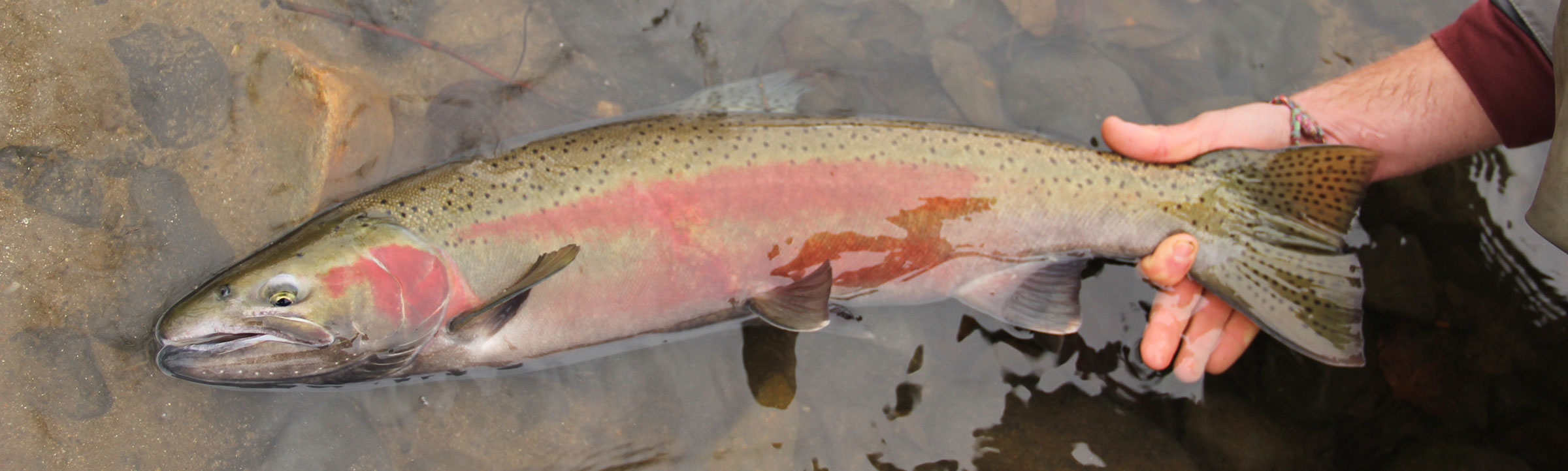 Idaho Steelhead Guides