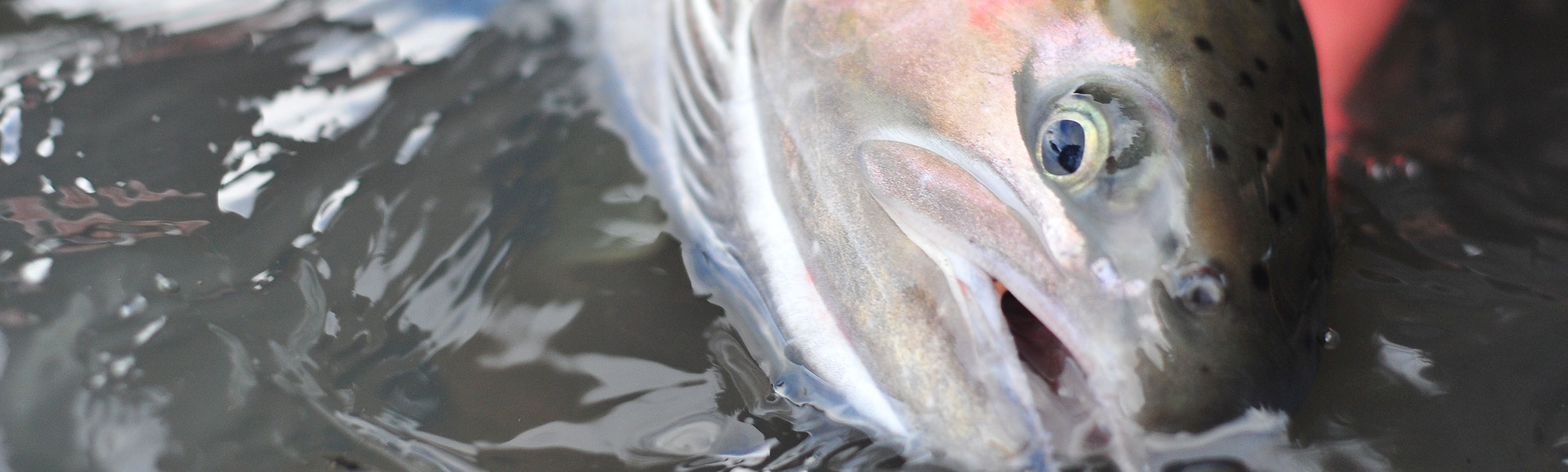 Idaho Steelhead Guides