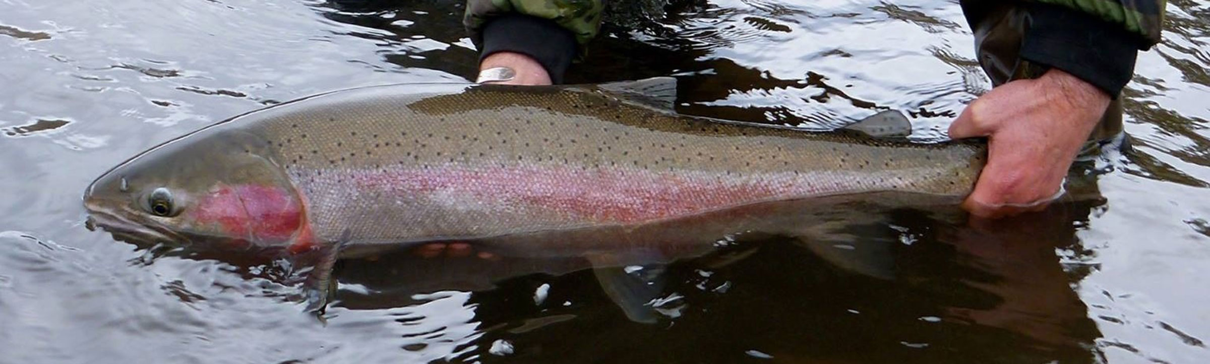 Idaho Steelhead Guides