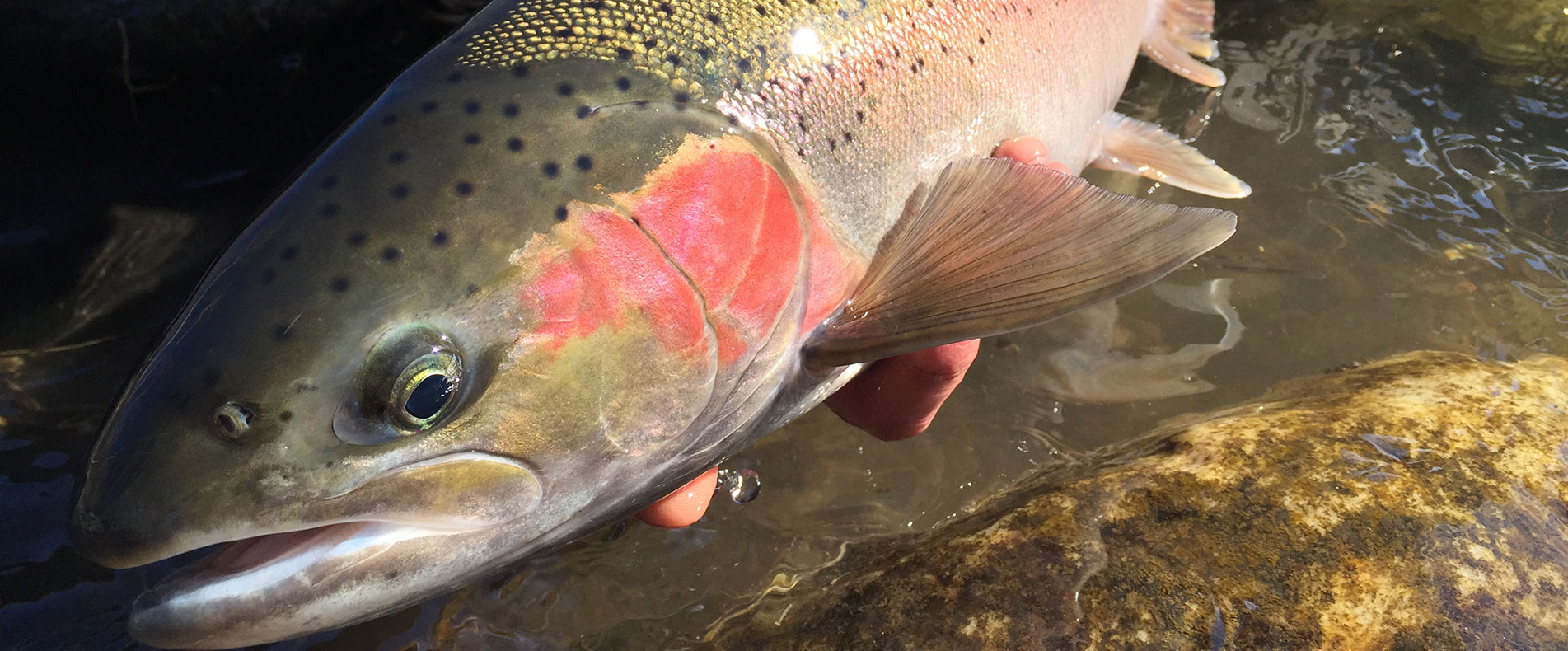 Idaho Steelhead Guides Steelhead Fishing Trips Fish Guides McCall